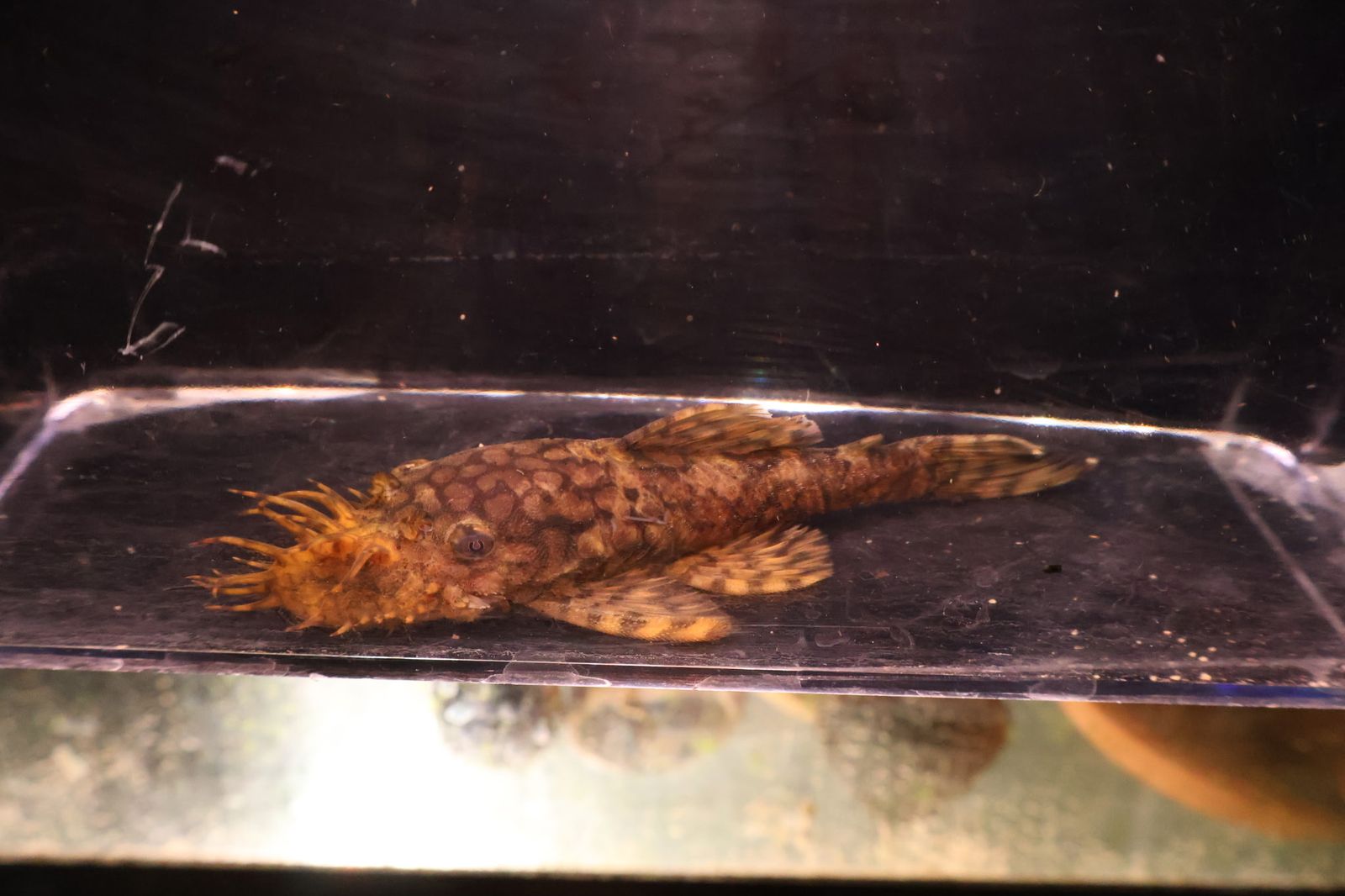 L-519 Kiefner II Pleco Pairs
