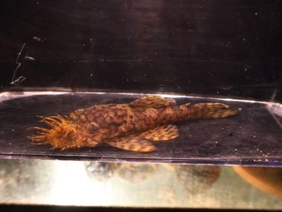 L-519 Kiefner II Pleco Pairs