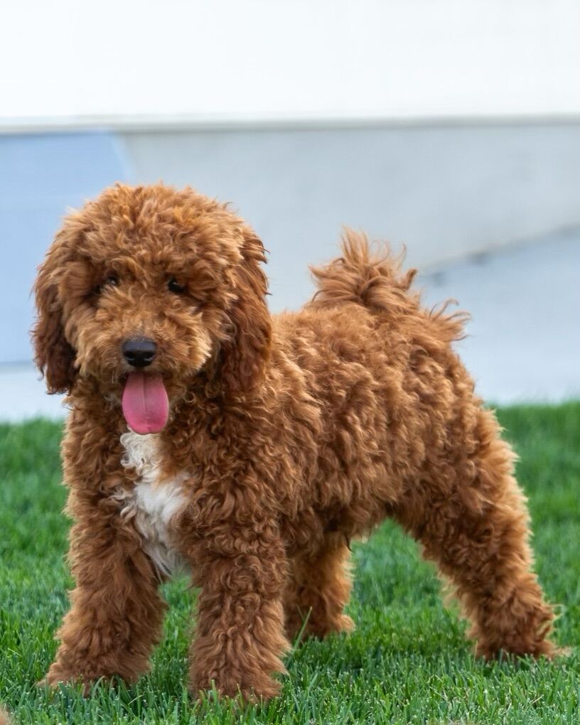 Gorgeous Perfect Mini Goldendoodle Stud