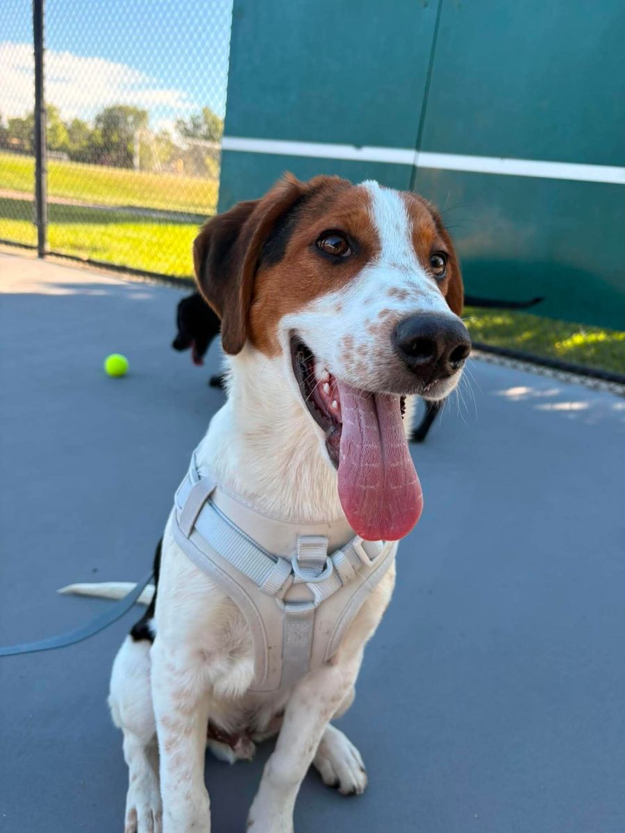 Mixed Puppies (training support available)