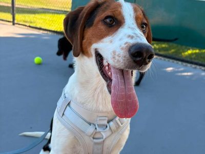 Mixed Puppies (training support available)