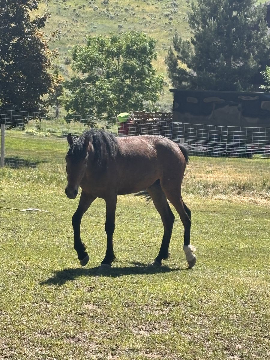 Curly MFT Gelding
