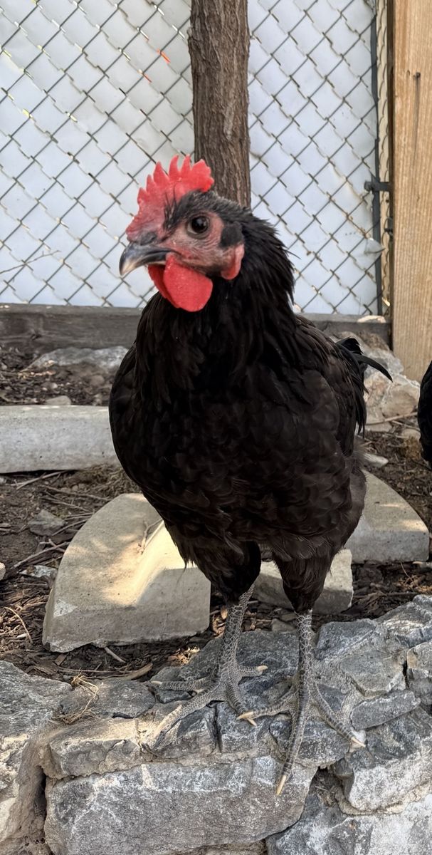 Free Black Australorp Rooster