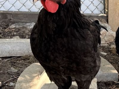 Free Black Australorp Rooster