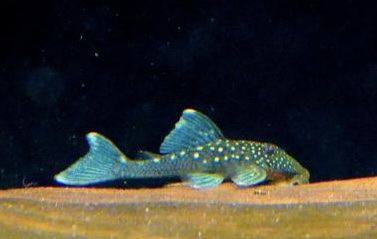 L128 Blue phantom Pleco