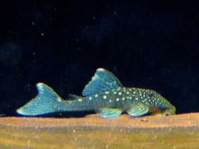 L128 Blue phantom Pleco