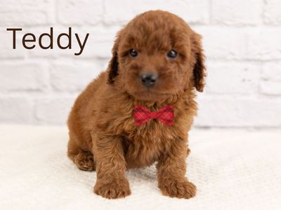 Beautiful Red Cavapoo Puppies Available!