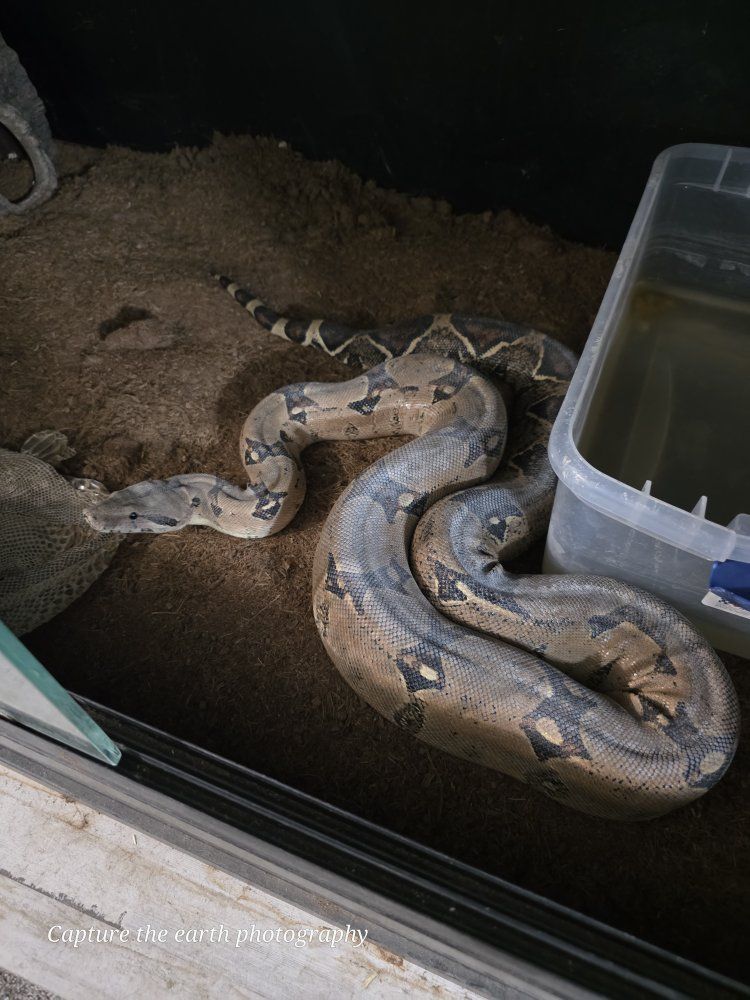 Columbian boa and cage