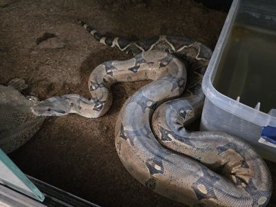 Columbian boa and cage