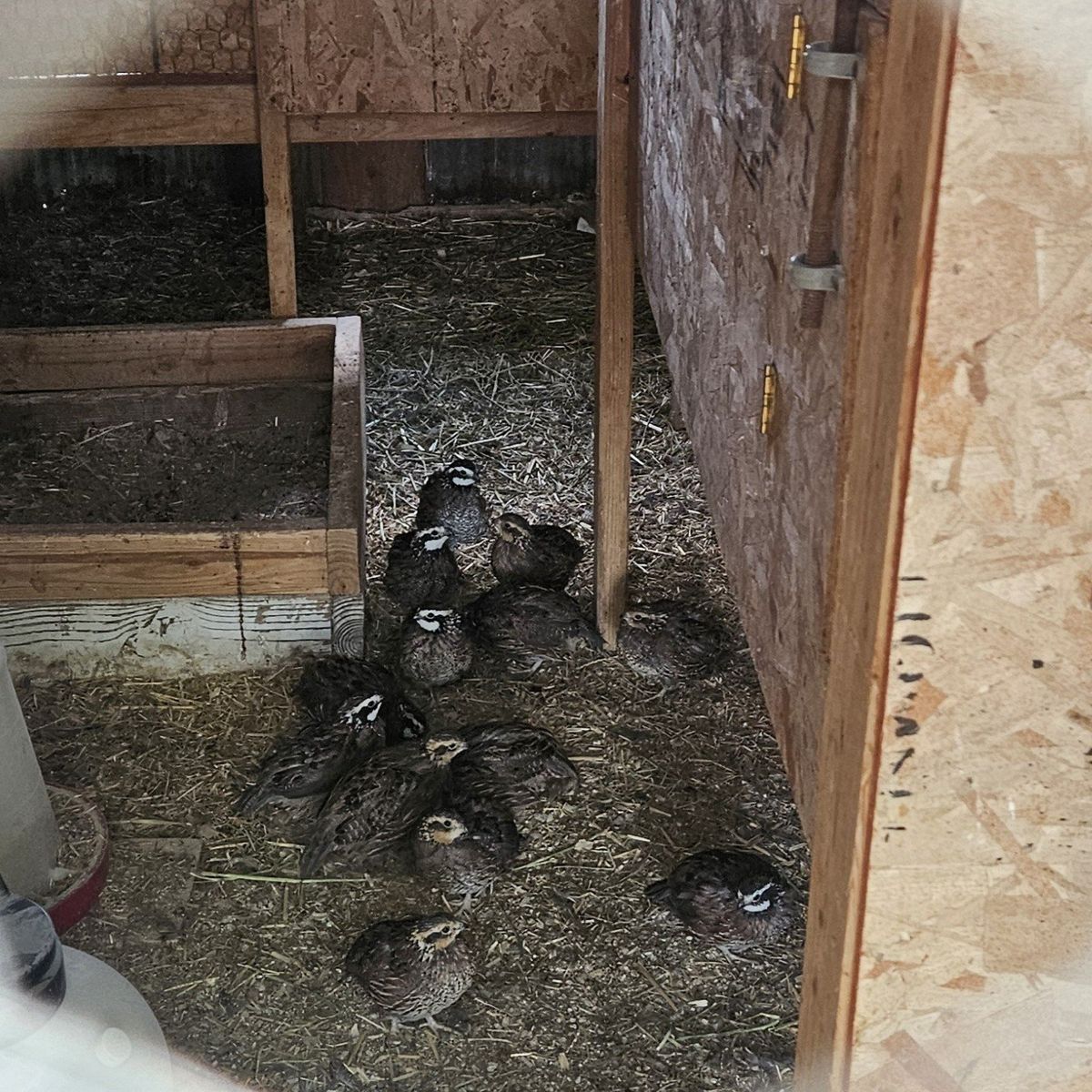 5 male quail ,Bobwhites
