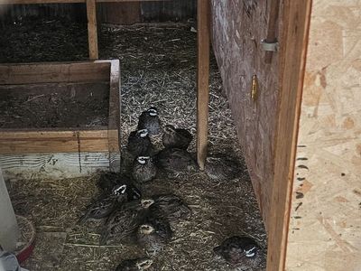 5 male quail ,Bobwhites
