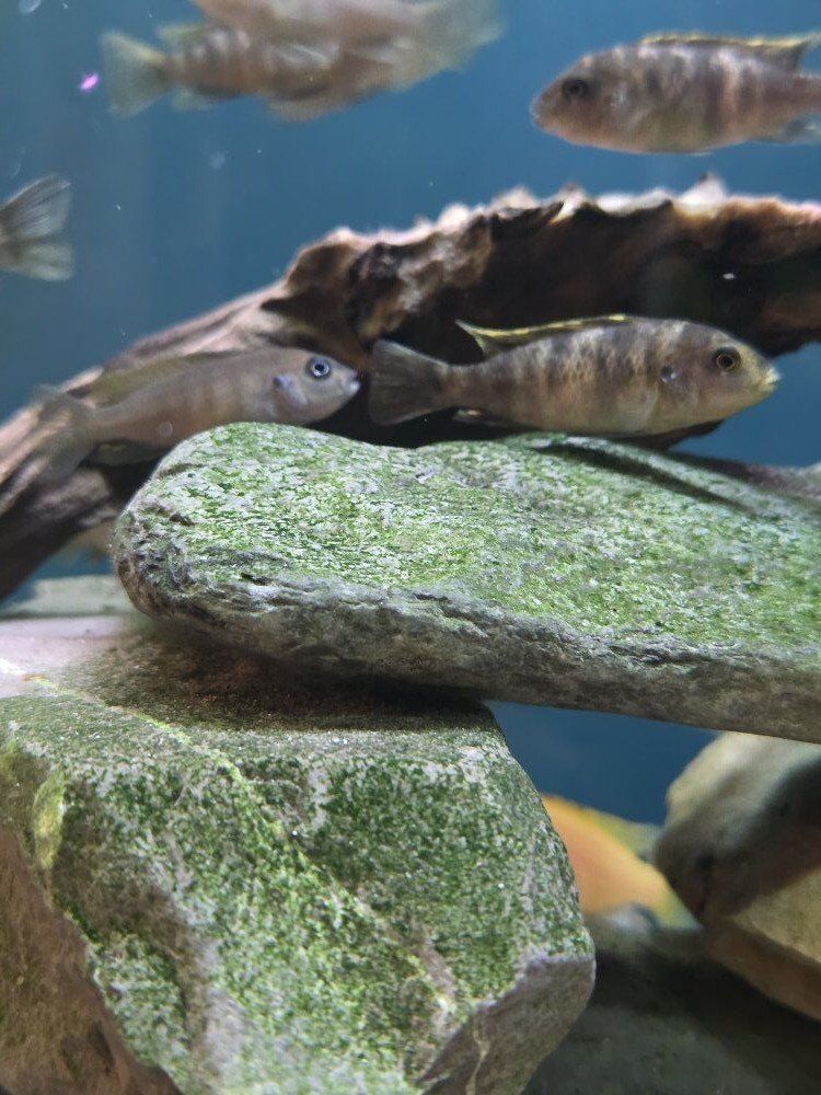 o.b. mbuna cichlids for sale.
