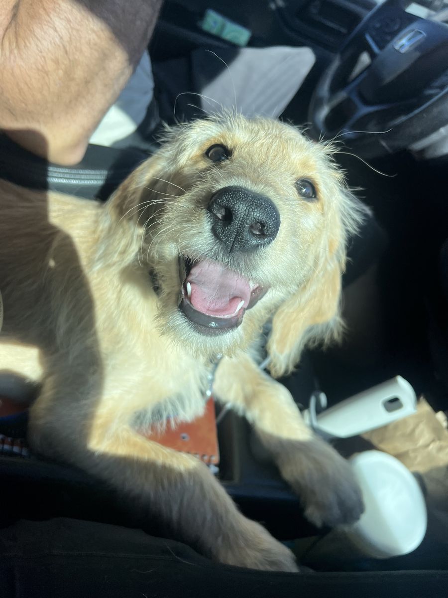 Lab mix- (labradoodle with STRONG lab genes)