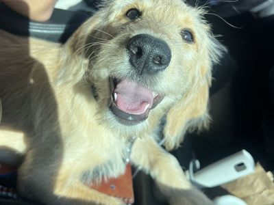 Lab mix- (labradoodle with STRONG lab genes)