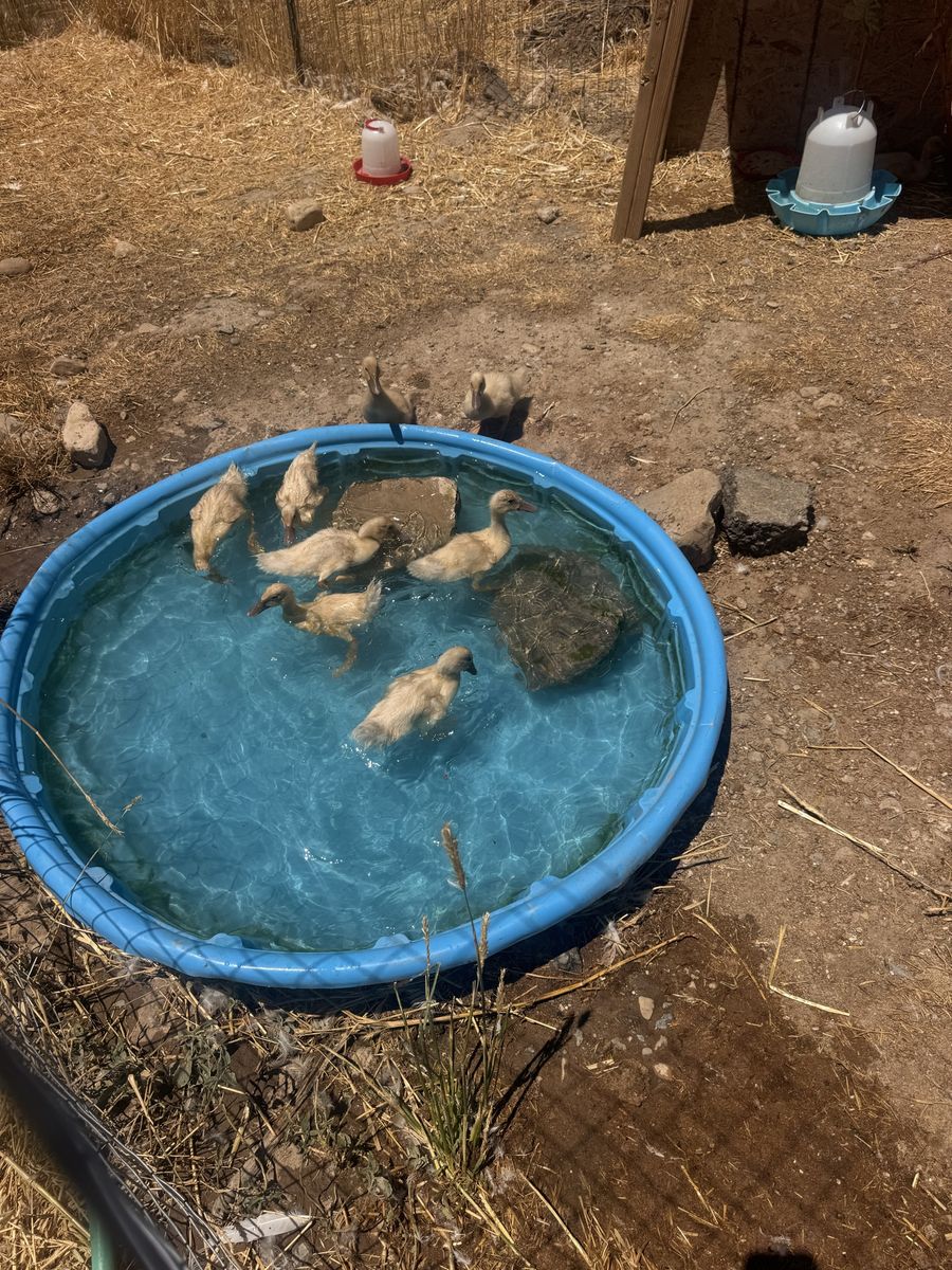 Buff Ducklings