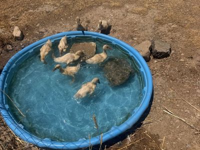 Buff Ducklings