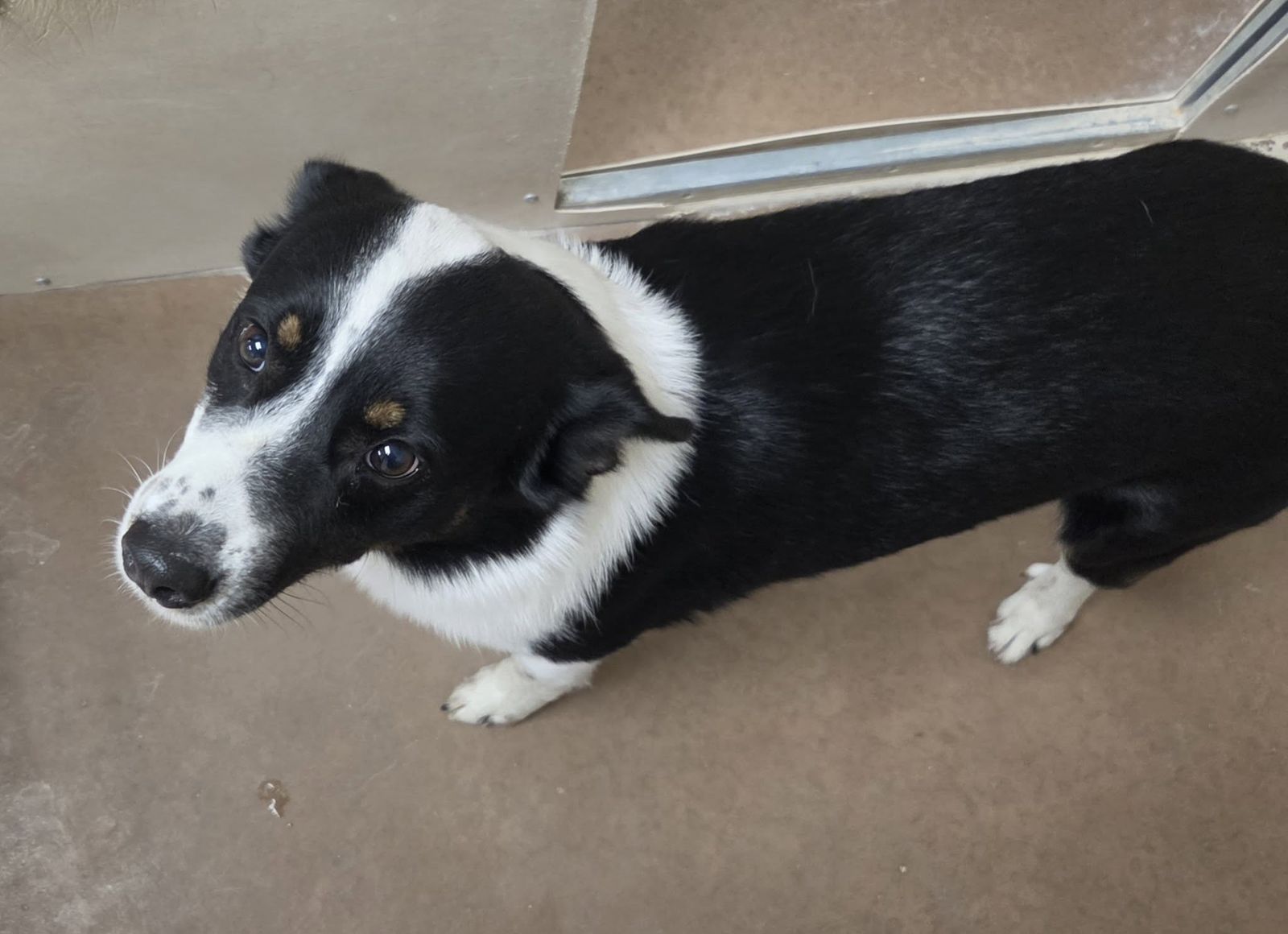 FOUN DOG: Please Help Us Reunite with Owner! Brigham City Utah Animal Shelter