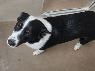 FOUN DOG: Please Help Us Reunite with Owner! Brigham City Utah Animal Shelter