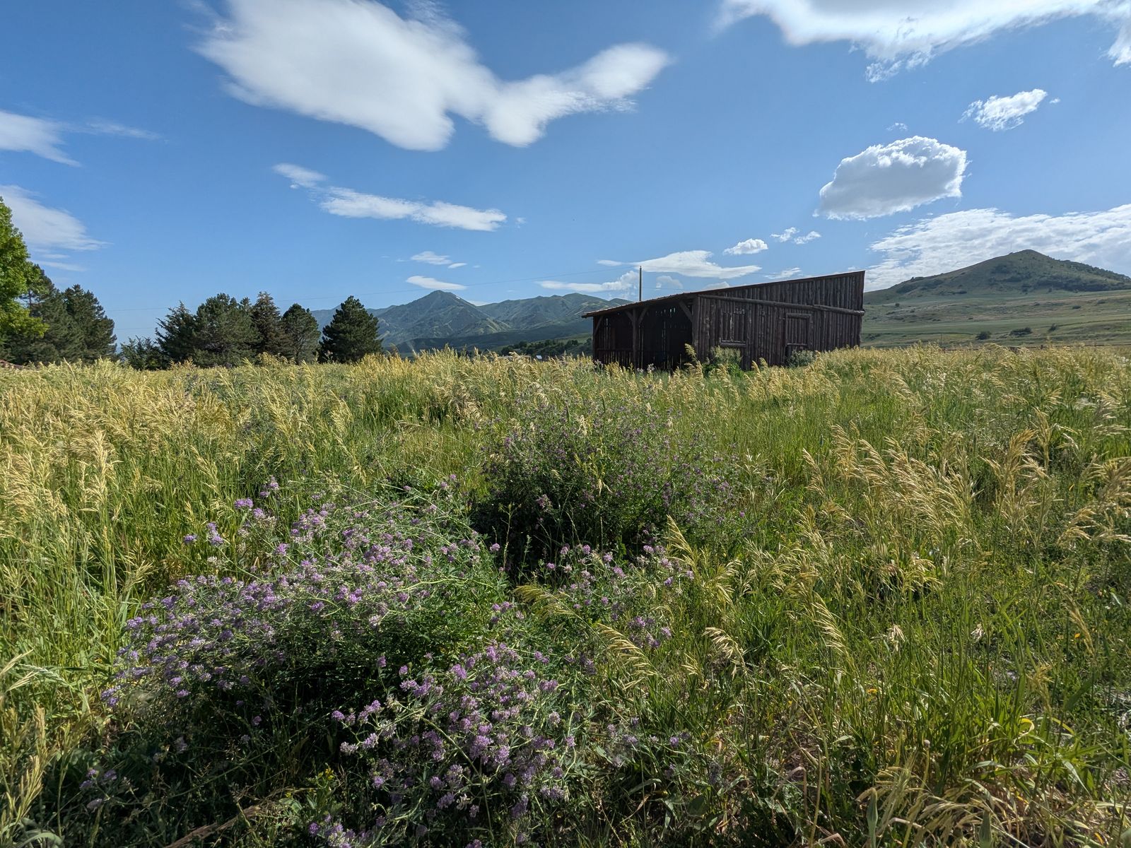 Pasture Rental in Petersboro – 3.5 Acres Total in 3 Fenced Sections + Corral, Barn & Amenities