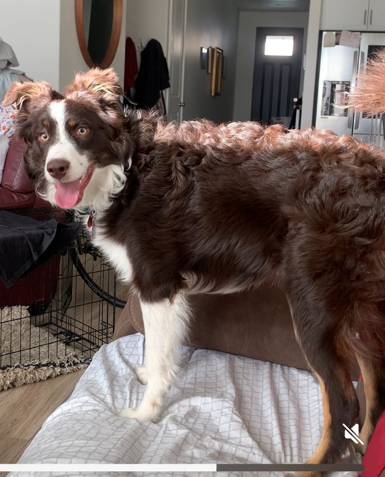 Border Collie 6 months age