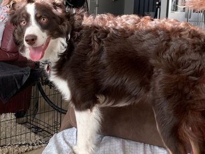 Border Collie 6 months age