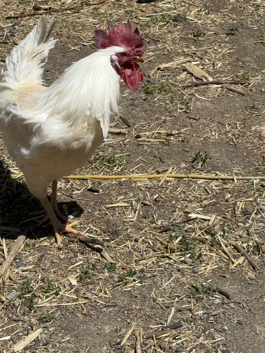 Free roosters