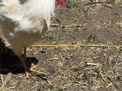 Free roosters