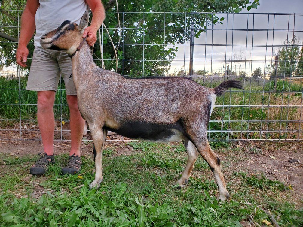 Alpine Dairy Goat for Sale - Excellent Milker, Friendly Doe, Proven Breeder