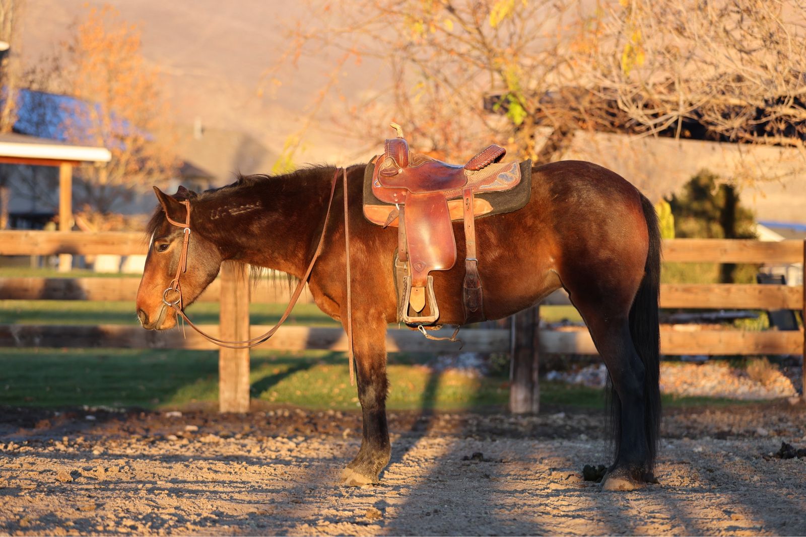 4 yr old mustang mare