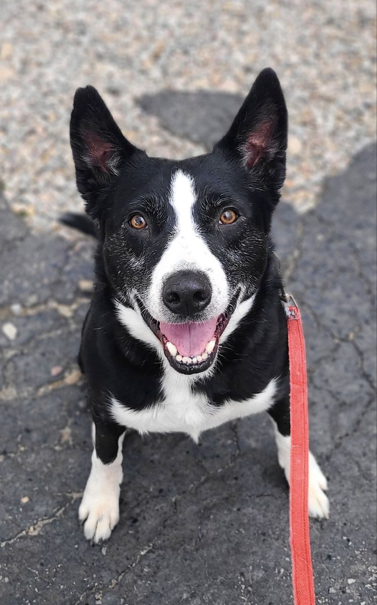 Tippy is tappin his way into your heart