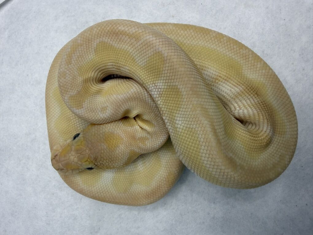 Pastel Crystal (Special, Mojave) Clown