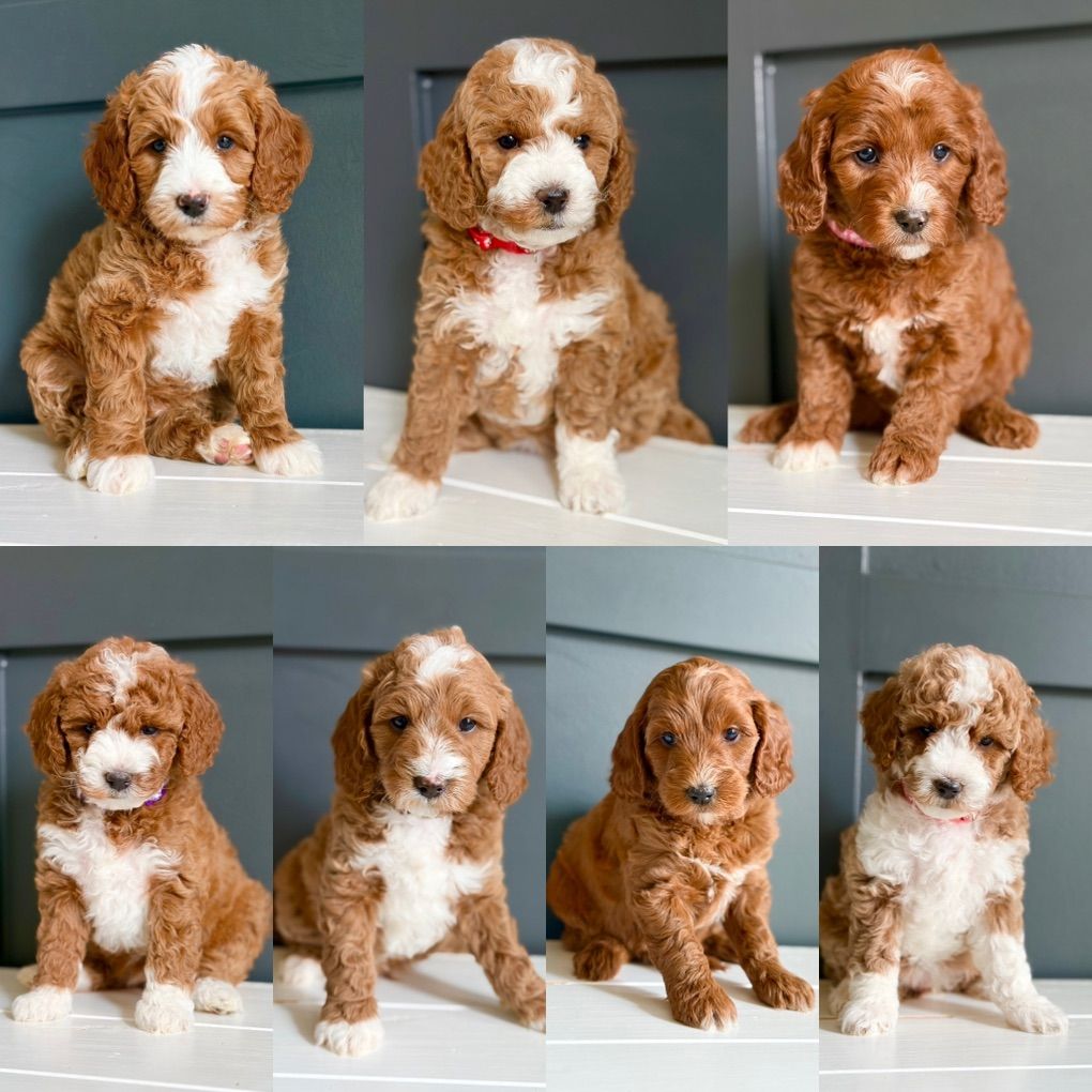 Petite Goldendoodle Pupppies