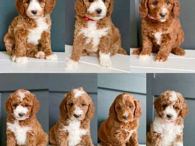 Petite Goldendoodle Pupppies
