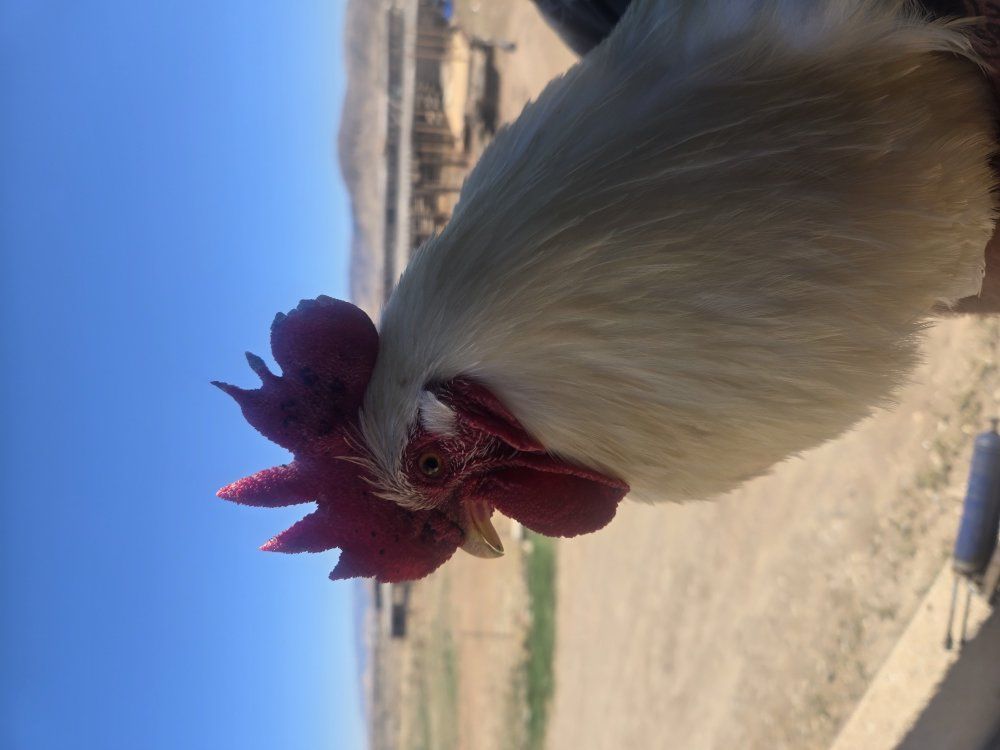 White bantum rooster