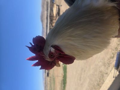 White bantum rooster