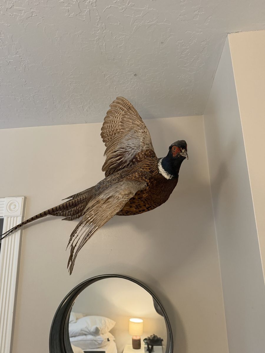 Pheasant Mount