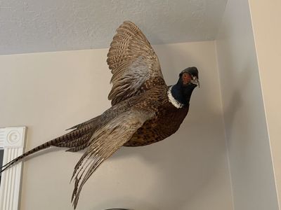 Pheasant Mount