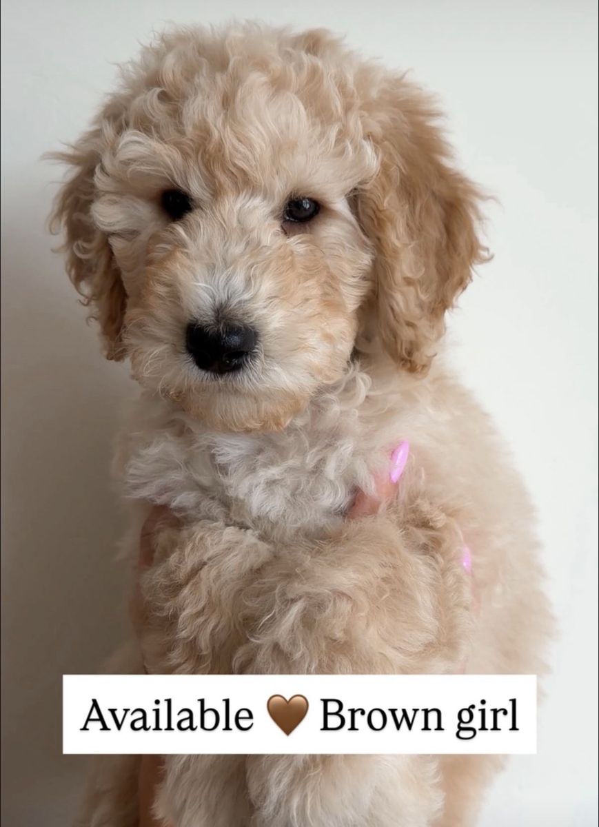 Goldendoodle Puppies • Ready This Weekend • Boys & Girls Available