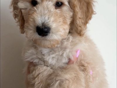 Goldendoodle Puppies • Ready This Weekend • Boys & Girls Available