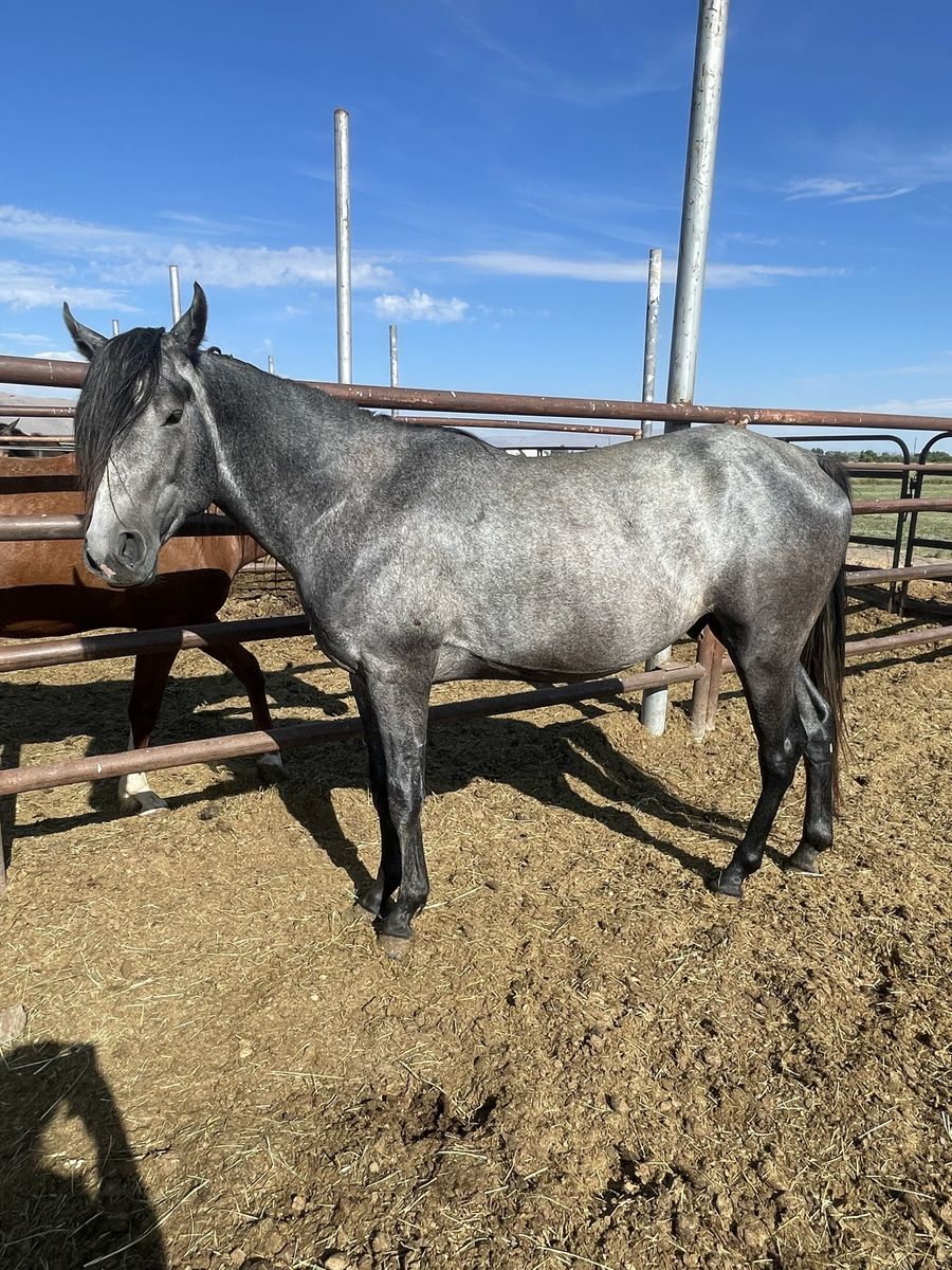 4 year old blue roan Aqha colt