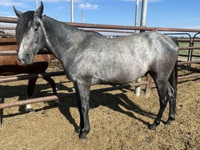4 year old blue roan Aqha colt
