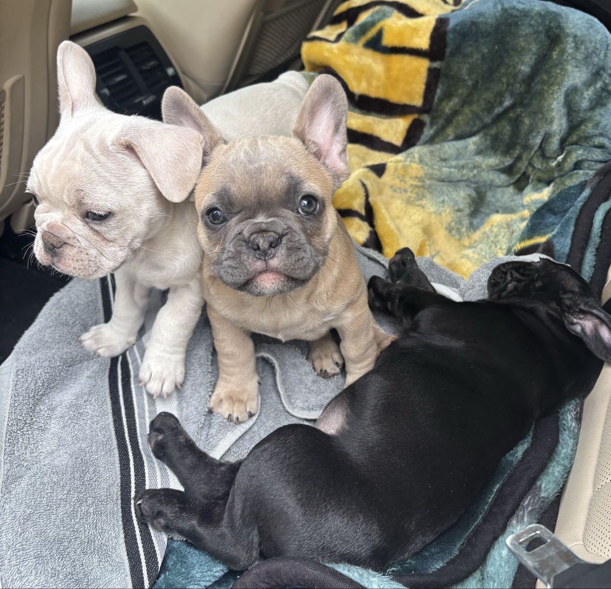 French bulldog puppies