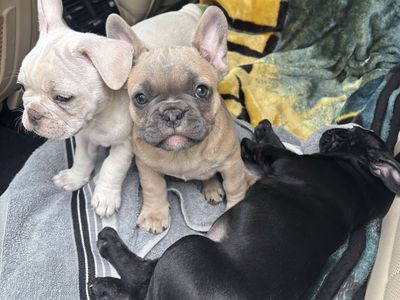 French bulldog puppies