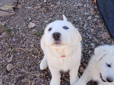 Pyranese mix puppies