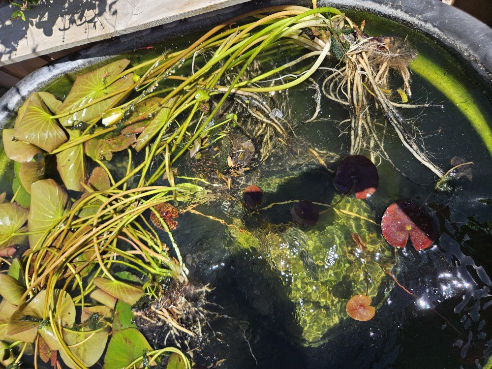 white pond water lillies winter hardy