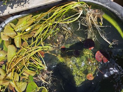 white pond water lillies winter hardy