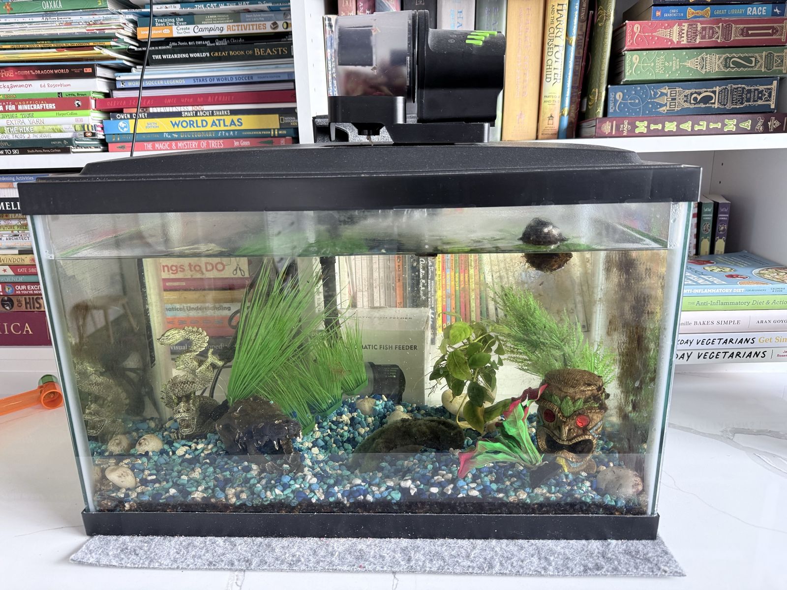 Free 10 Gallon Fish Tank