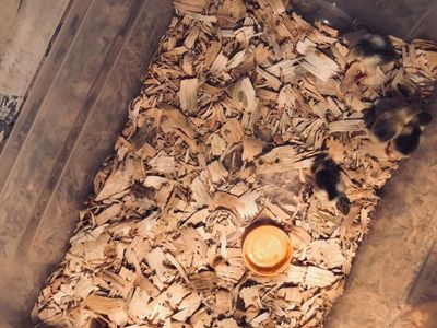 Tiny Button Quail Chicks/ Hatching Eggs For Sale!