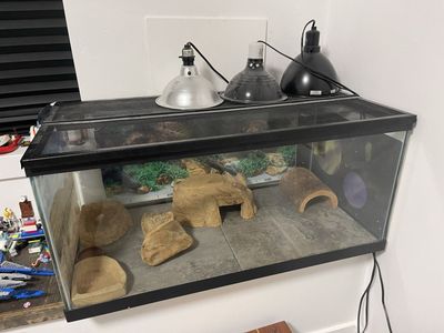 Bearded Dragon Cage Aquarium Reptile