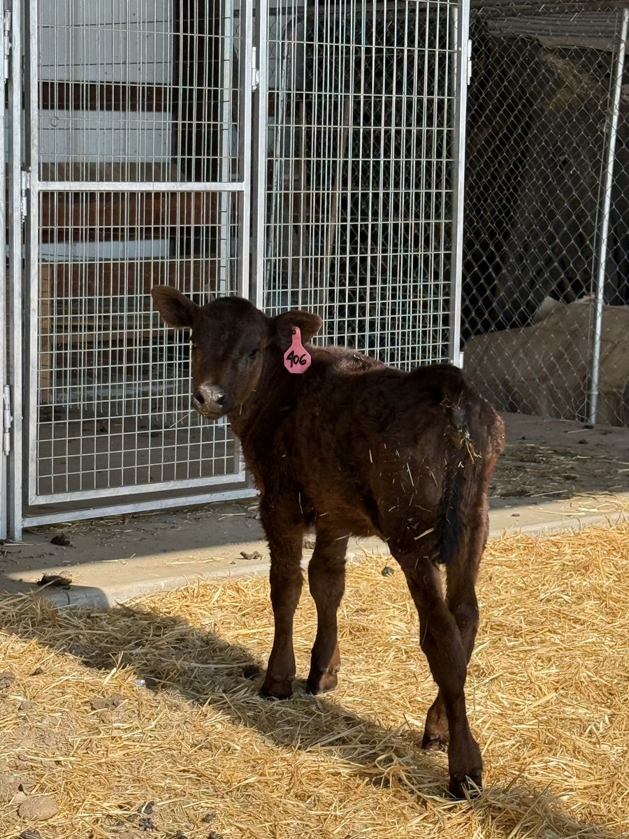 Bottle calf